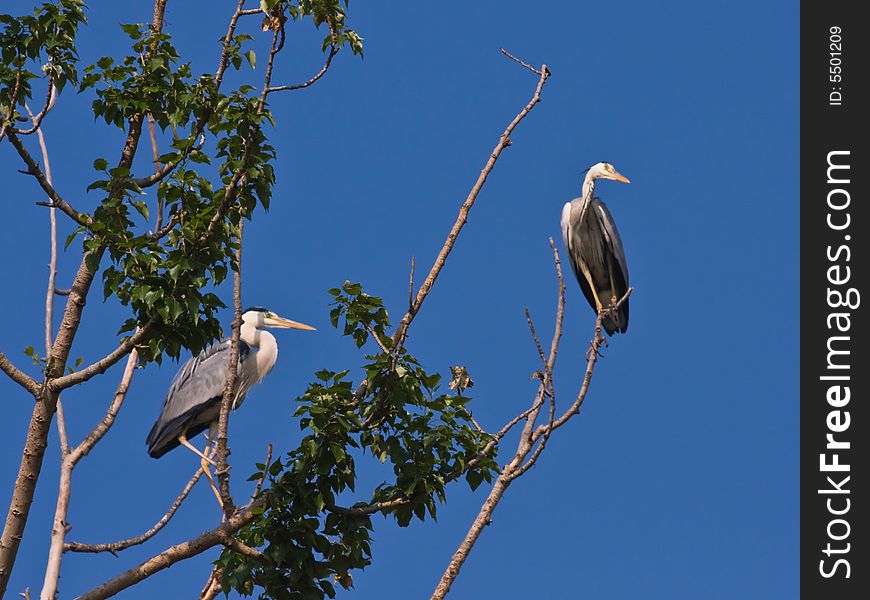 The Grey herons