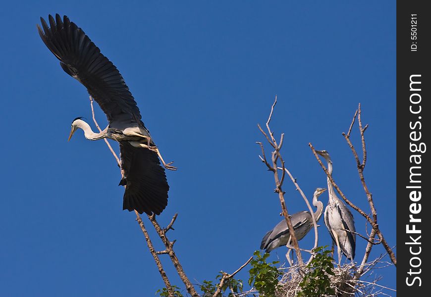 The Grey heron,found in Chaoyang,Liaoning,China. The Grey heron,found in Chaoyang,Liaoning,China.