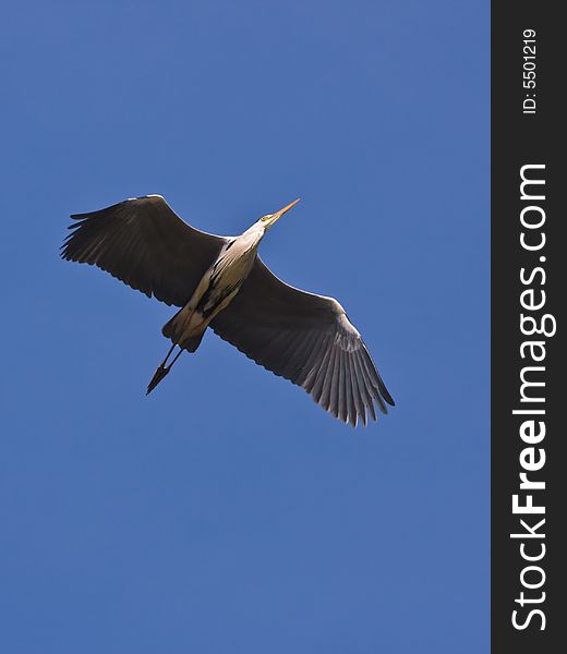 The Grey heron,found in Chaoyang,Liaoning,China.