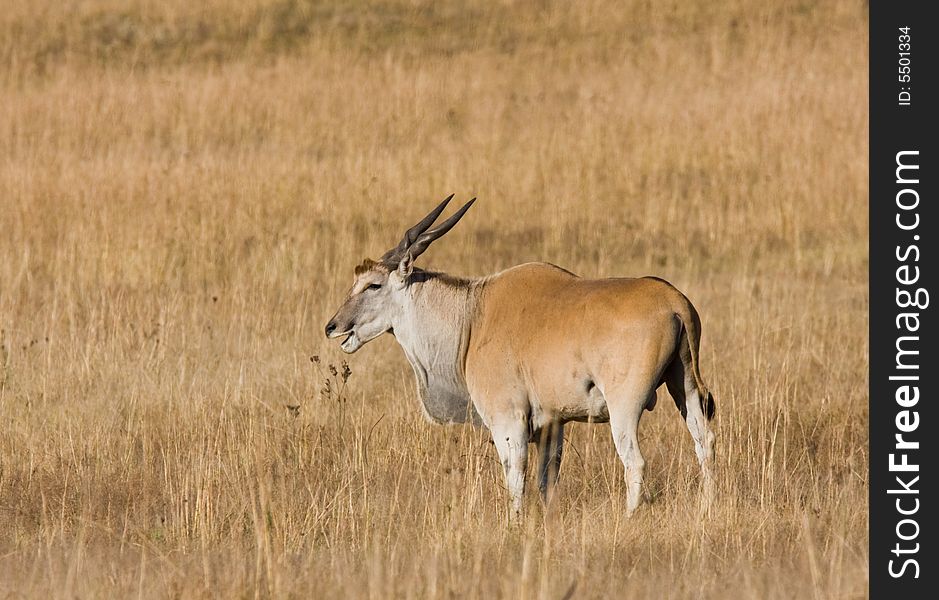 A large male eland grazing