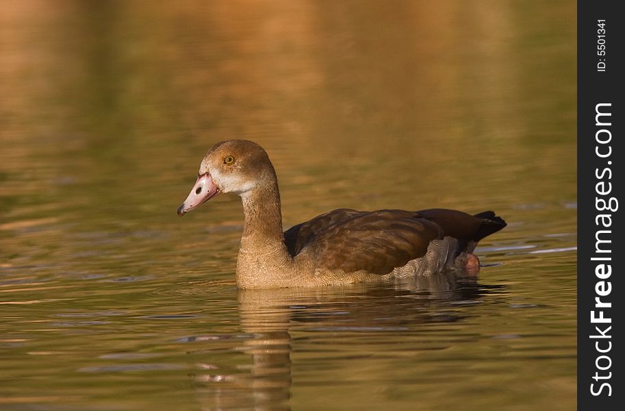 An egyptian goose swimming on a golden pond