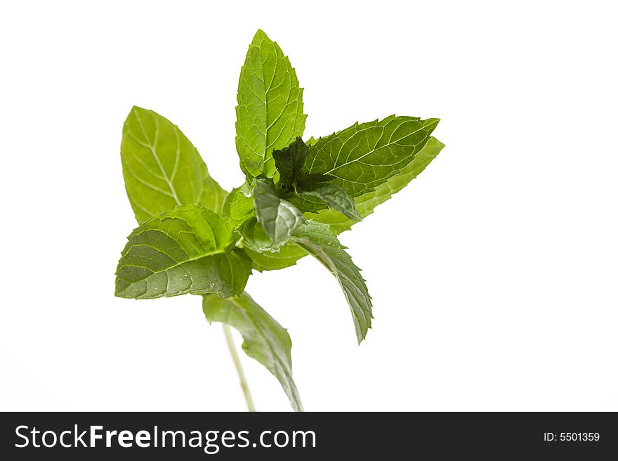 Green fresh mint leaves on white background