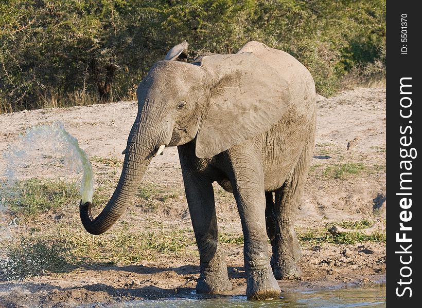 A African elephant squirting water