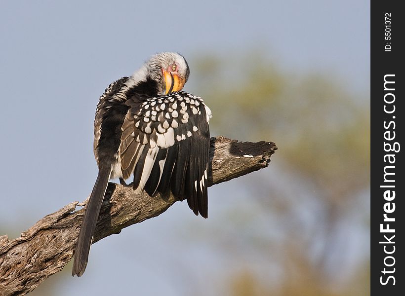 A yellowbill horn-bill preening itself