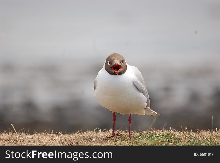 A gull feeding at the entrance to Larne Harbour. A gull feeding at the entrance to Larne Harbour