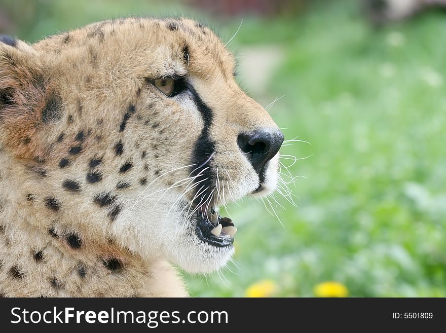 Close up portrait of cheetah