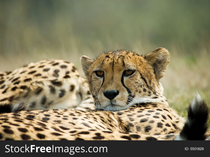Beautiful cheetah