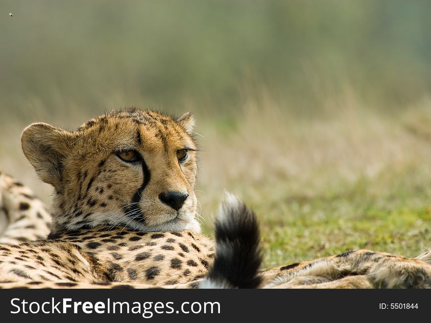 Close-up of a beautiful cheetah (Acinonyx jubatus)