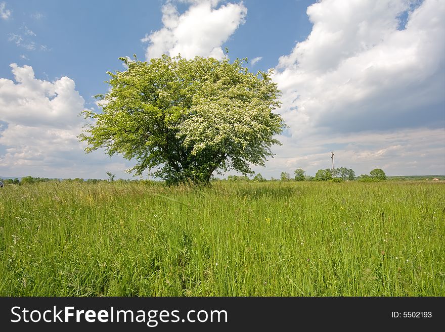 Lonely Tree On Meadow