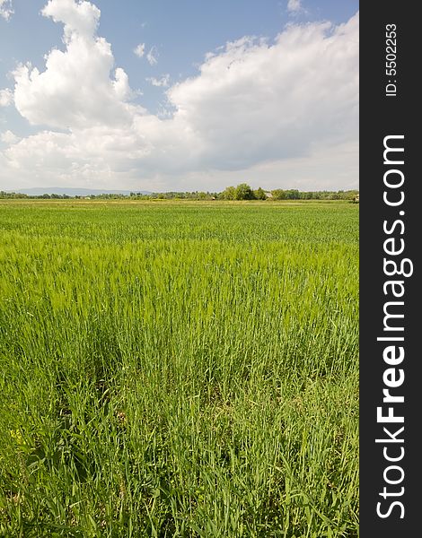 Meadow in the spring with cloudy sky