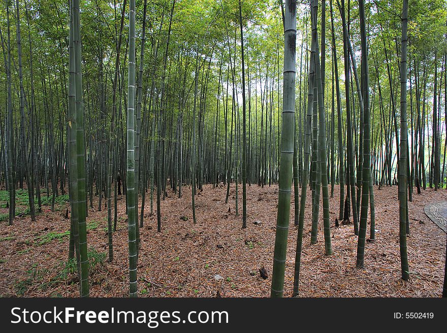 Bamboo forest in spring time in Hangzhou, China