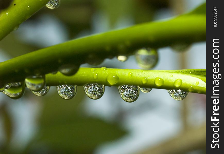 Raindrops hanging from a leaf stalk after a tropical shower. Raindrops hanging from a leaf stalk after a tropical shower