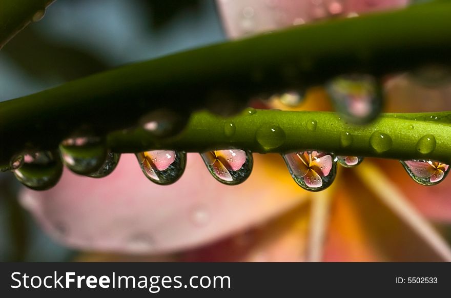 Frangipani flower refracted in beads of raindrops hanging from a leaf stalk. Frangipani flower refracted in beads of raindrops hanging from a leaf stalk