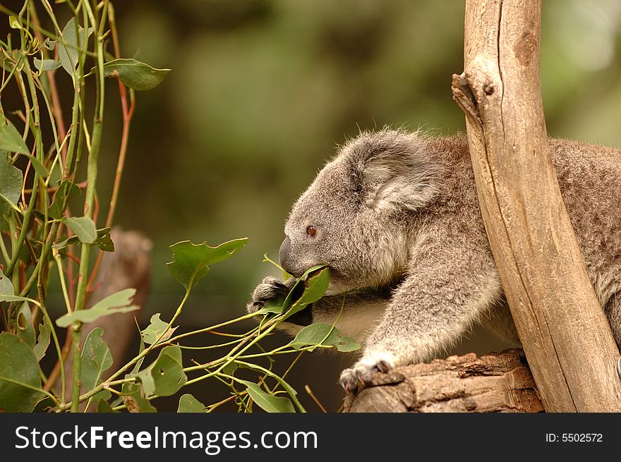 Koala eating eucalyptus leaves in Australia