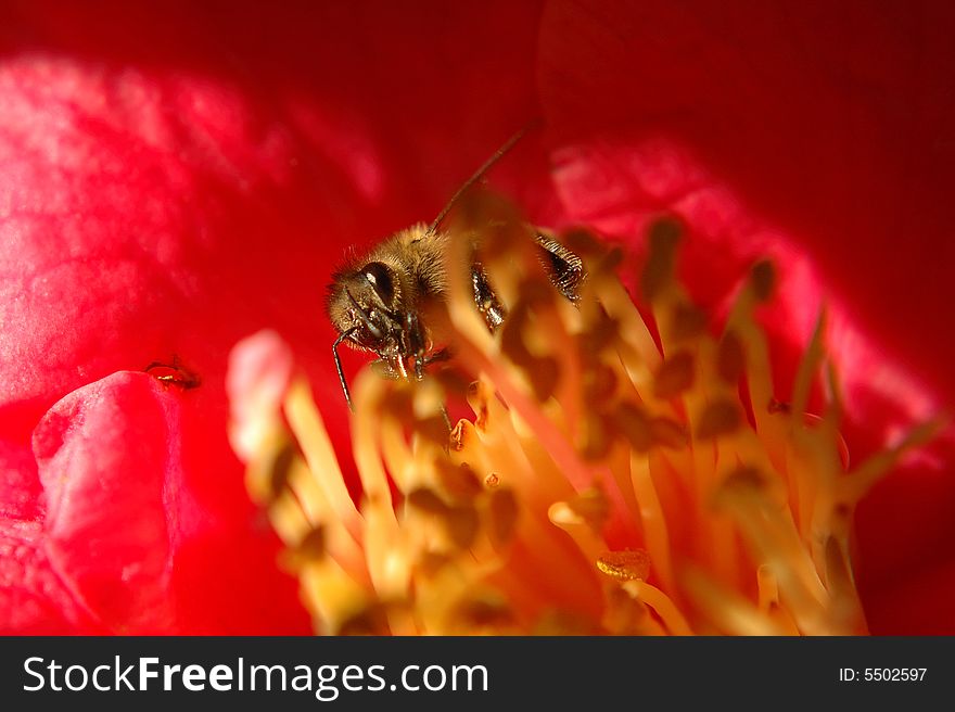 Bee feeding on a camelia sasanqua flower. Bee feeding on a camelia sasanqua flower