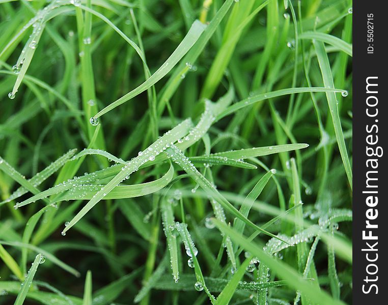 Morning dew on the grass