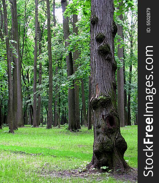 Old Knotty Tree In Park