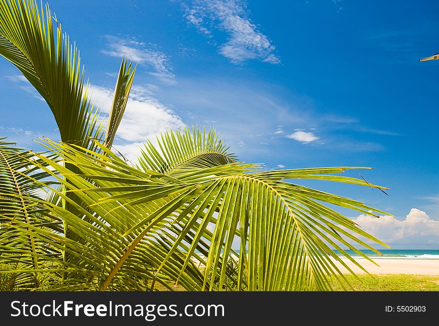 Palms on the tropical beach