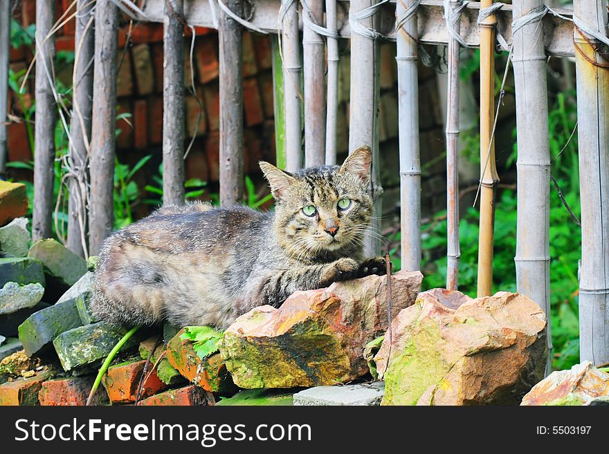 A cat watching you .looks very cut!