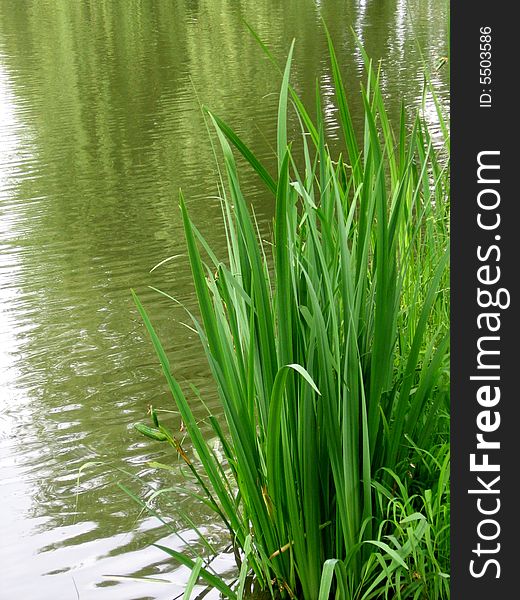 A bank of lake surounded by grass. A bank of lake surounded by grass