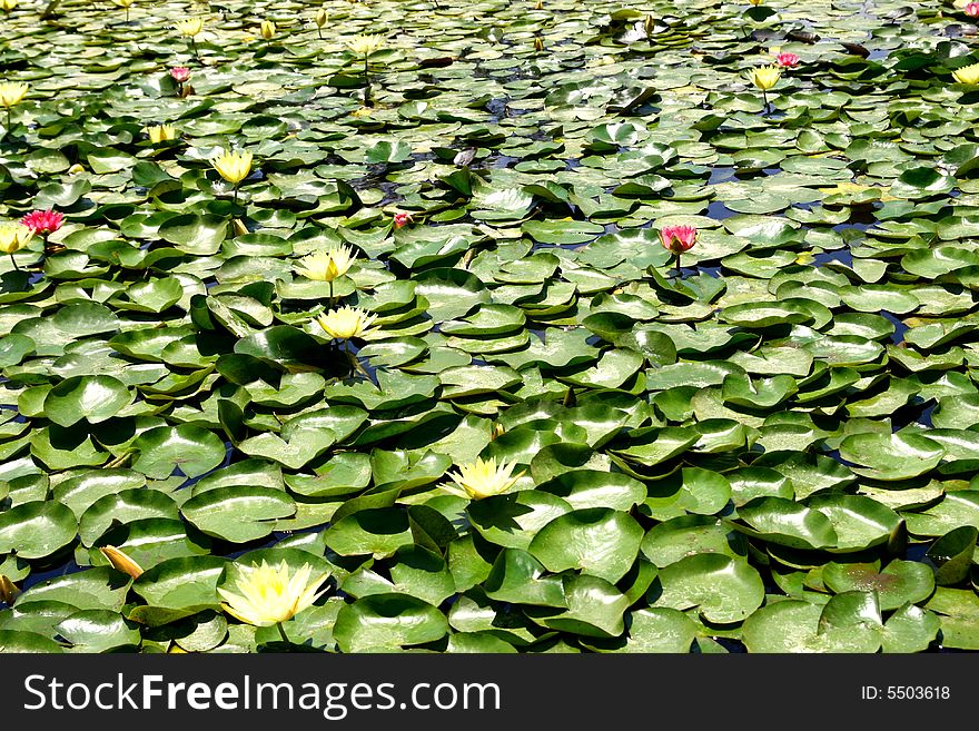 Water lily and �������� leaves in a pond of park of the city of Tel Aviv