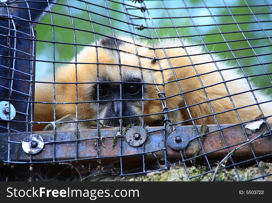 Monkey is looking through iron net , tekan at Olmense zoo. Monkey is looking through iron net , tekan at Olmense zoo