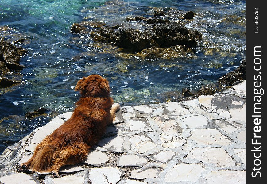 Brown dog by the sea in May