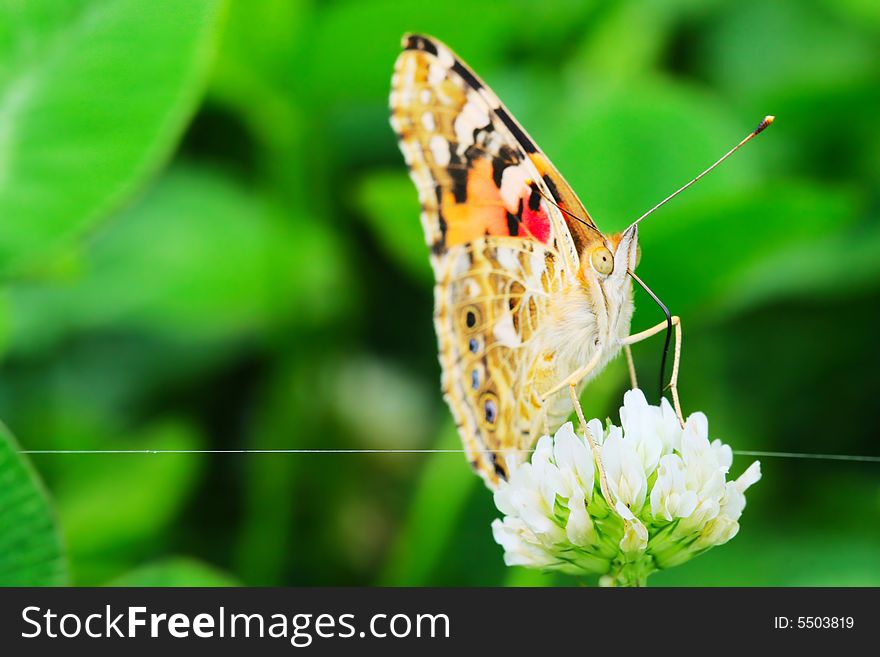 The butterfly fall a plant .
shoot it in a garden .