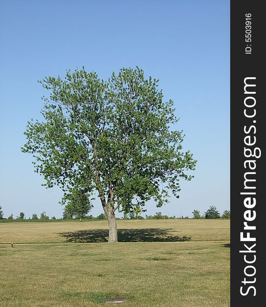 An isolated tree in a cemetery.