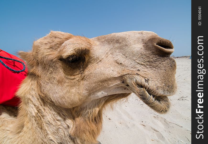 Portrait of Camel in Tunisia. Portrait of Camel in Tunisia