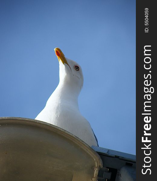 The gull looking up the sky