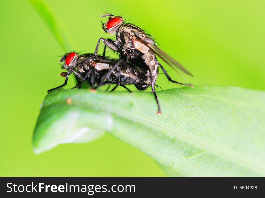 The fly fall a plant mating . shoot it in a garden .