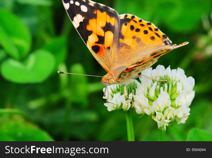 The butterfly fall a plant .
shoot it in a garden . The butterfly fall a plant .
shoot it in a garden .