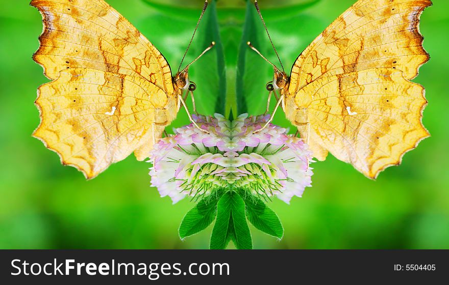 The butterfly fall a plant .
shoot it in a garden .