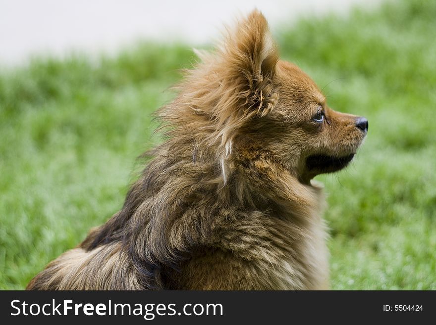 Portrait of gold attentive dog. cute..cute. Portrait of gold attentive dog. cute..cute