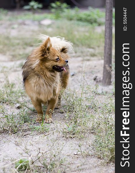 Portrait of gold attentive dog