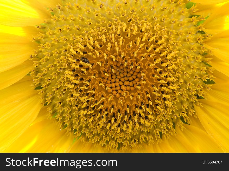Close shot of a sunflower