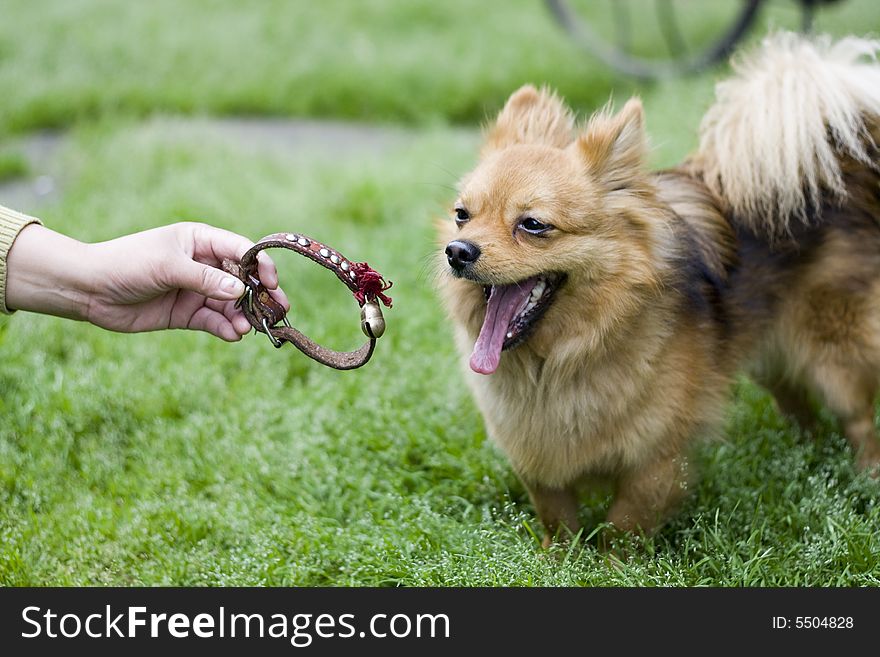 Portrait of gold attentive dog. Portrait of gold attentive dog