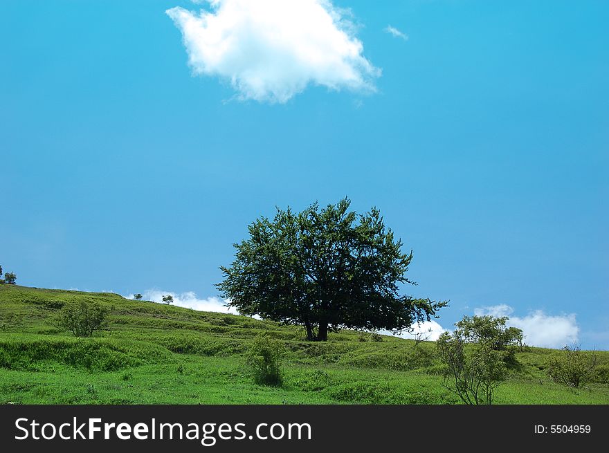 One tree in  front of the sky. One tree in  front of the sky