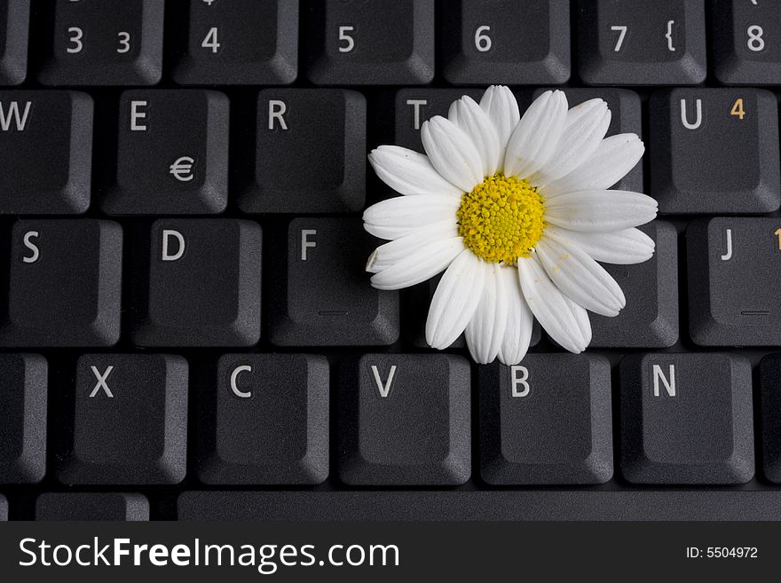 A white marguerite on a laptop computer keyboard. A white marguerite on a laptop computer keyboard