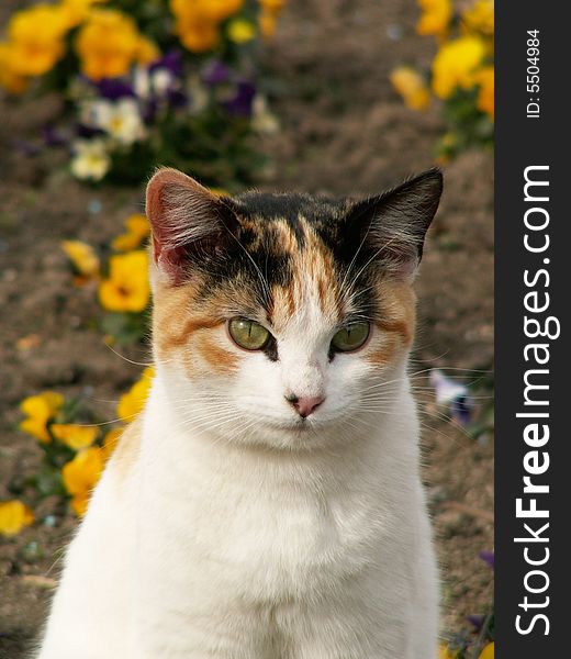 Green-eyed cat sitting in flower bed