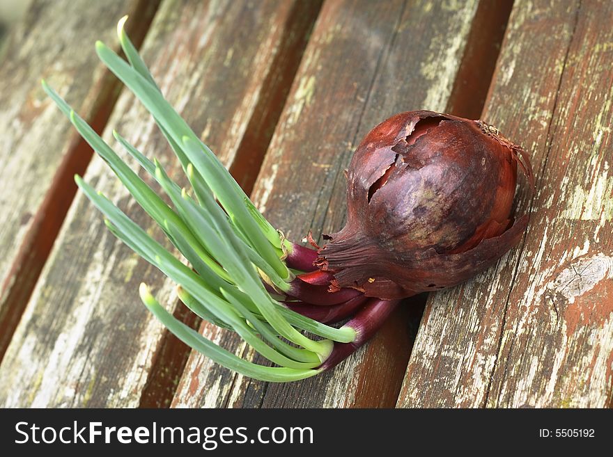 A red onion showing new shoots as it regrows in the spring