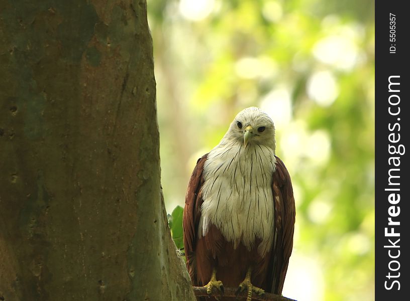 Wild Eagle looking before taking another flight and also looking for prey, they are most fast flying bird that uses the wind for flying