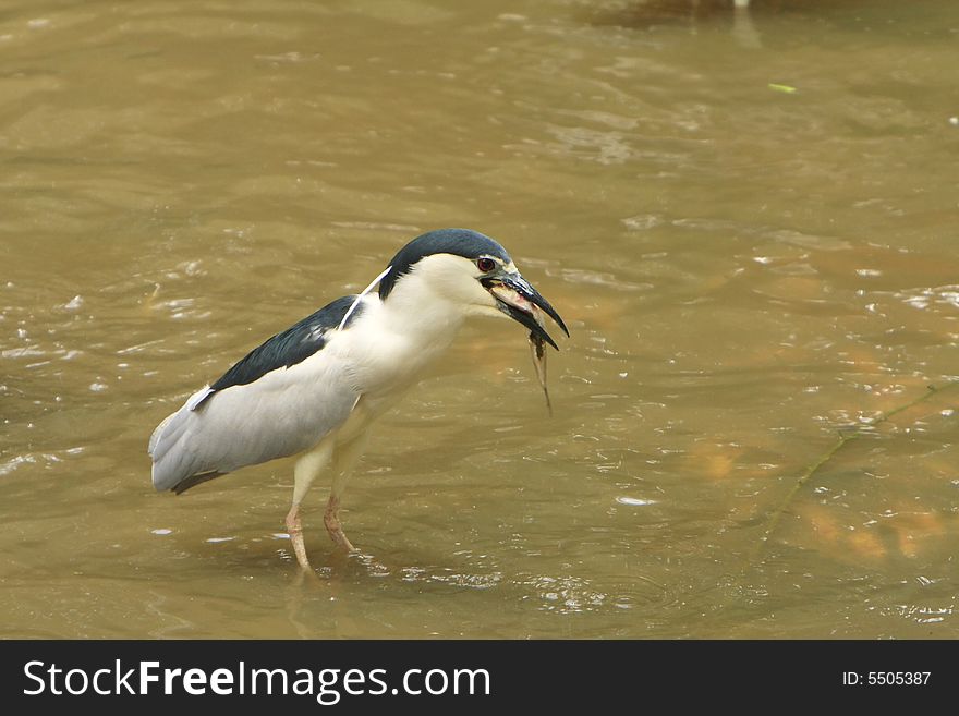 A Heron fishing on the river ...