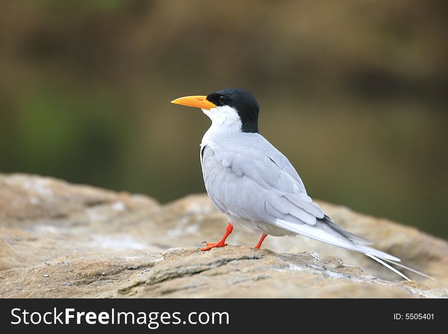 River Tern (Sterna aurantia) is a bird in the tern family . It is a resident breeder along inland rivers from Iran east through Pakistan into India and Myanmar to Thailand, where it is uncommon. Unlike most Sterna terns, it is almost exclusively found on freshwater, rarely venturing even to tidal creeks.