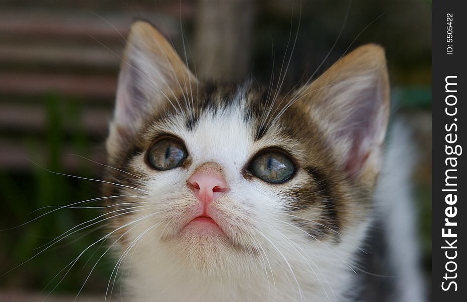 Beautiful small kitty on the garden. Beautiful small kitty on the garden