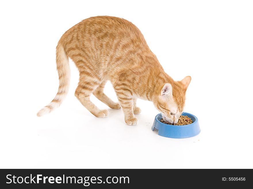 Red Cat A Eating Forage Isolated On A White