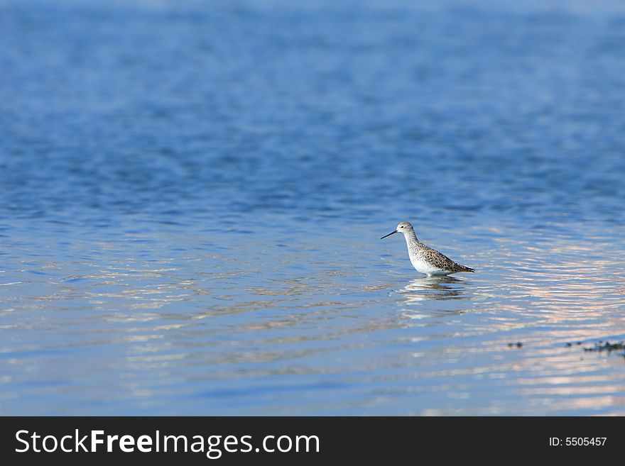 Spotted Sandpiper in river, reflection is also visible