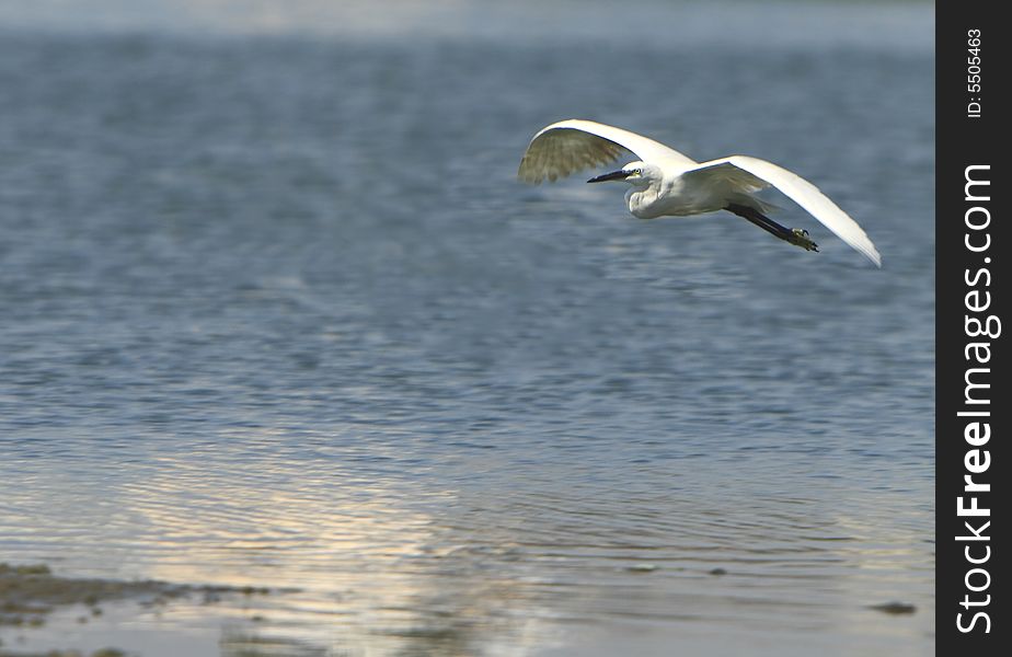 A Egret flying over the blue river