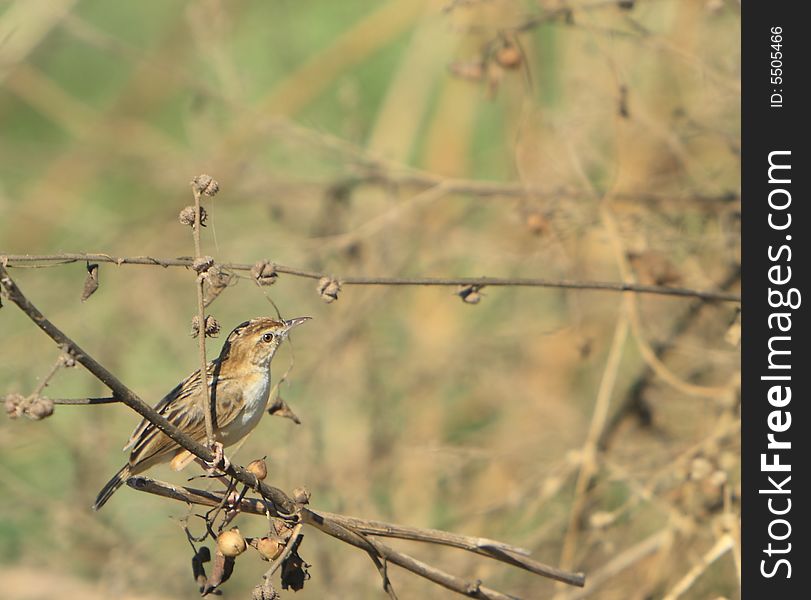 A Sparrow sitting on woods, and looking